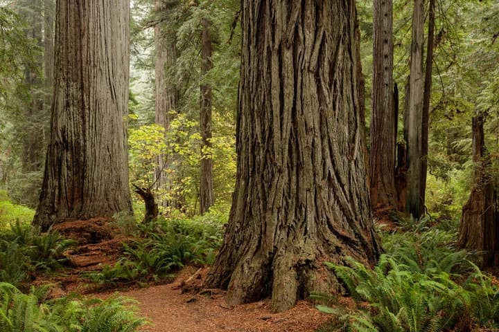 Save the Redwoods League says Caltrans mitigation falls short for Last Chance Grade