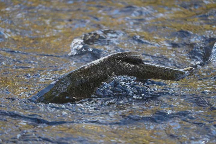 Appeals court upholds salmon protections in Klamath River case