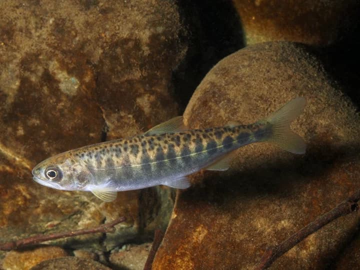 Karuk Tribe warns Klamath salmon recovery is real, but incomplete
