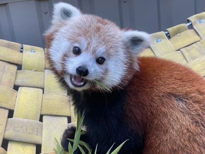Sequoia Park Zoo welcomes Henny, a new red panda from Buffalo Zoo