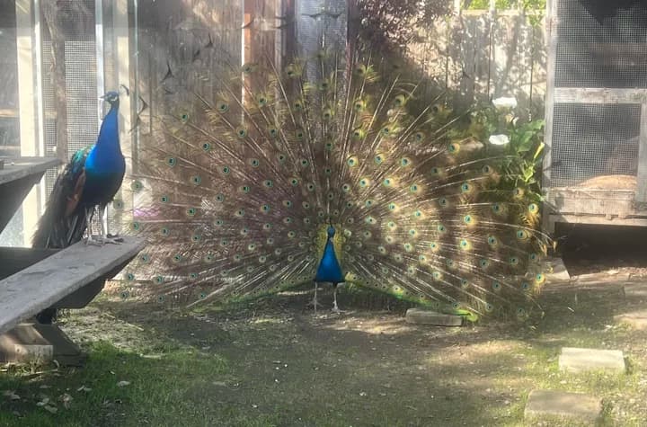 Fortuna's runaway peacock becomes a countywide folk hero