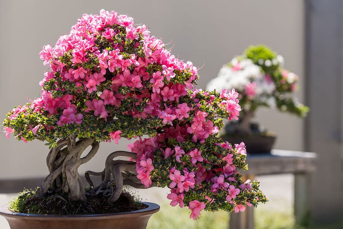 Bonsai styles reveal how artists shape trees with meaning