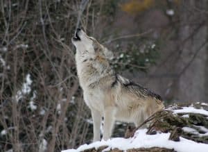 House Passes Wolf Delisting Bill, Fischbach Hails State Control Victory