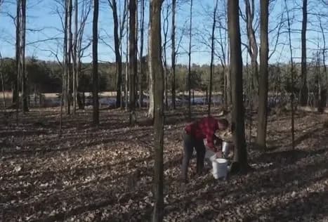 Beltrami County State Park Naturalists Host Maple Syruping Events March and April