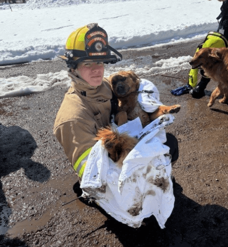 Suamico Firefighters Pull Labrador Mitsy From Icy Green Bay Waters, Reunite Her With Owner