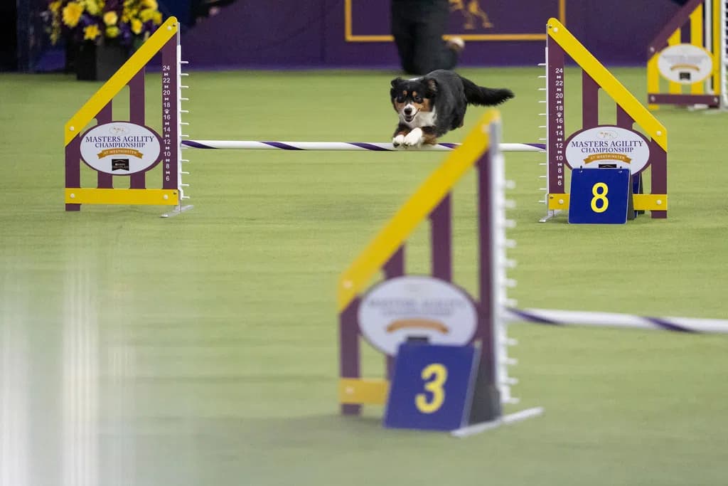 Hyperenergetic Dogs Thrill Crowds at Masters Agility Championship, 150th Westminster