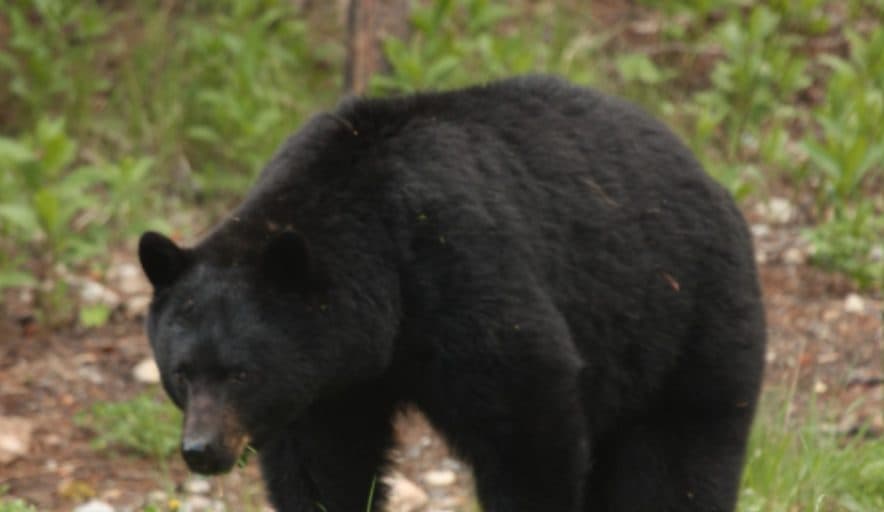 Black bear kills contractor at remote Saskatchewan uranium site