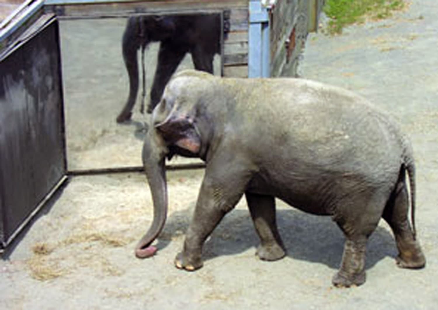 Bronx Zoo elephant Happy, subject of landmark rights case, dies at 55