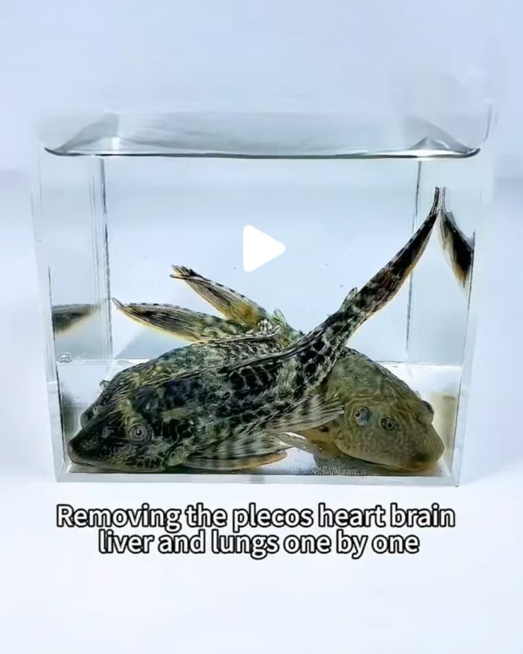 Viral LabGerm videos showing animal harm spark outrage online