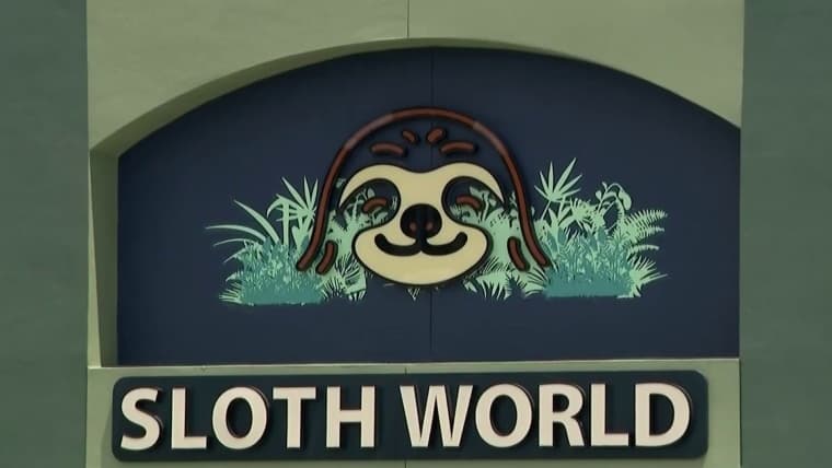 Dozens of sloths die in transit and warehouse before Orlando attraction