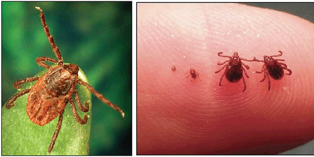 Yuma County homeowners warned brown dog ticks can live indoors