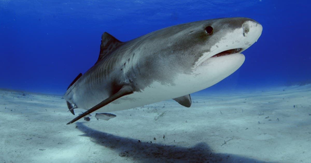 Study Finds Cocaine, Caffeine and Painkillers in Bahamas Sharks