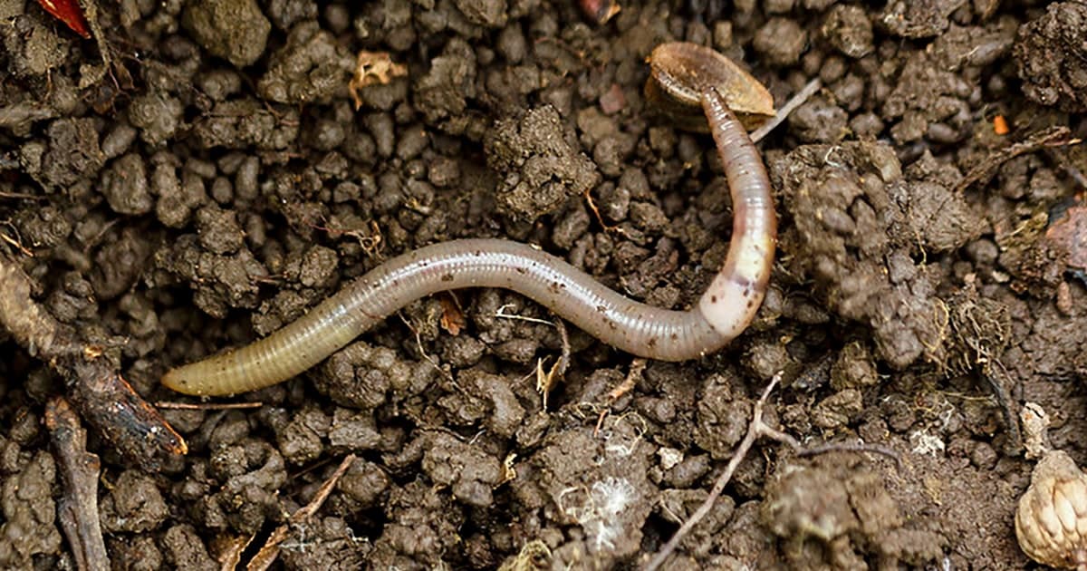 Colorado warns of invasive jumping worms threatening gardens and soil