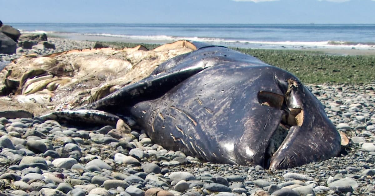Washington sees record pace of dead gray whales, scientists cite malnutrition