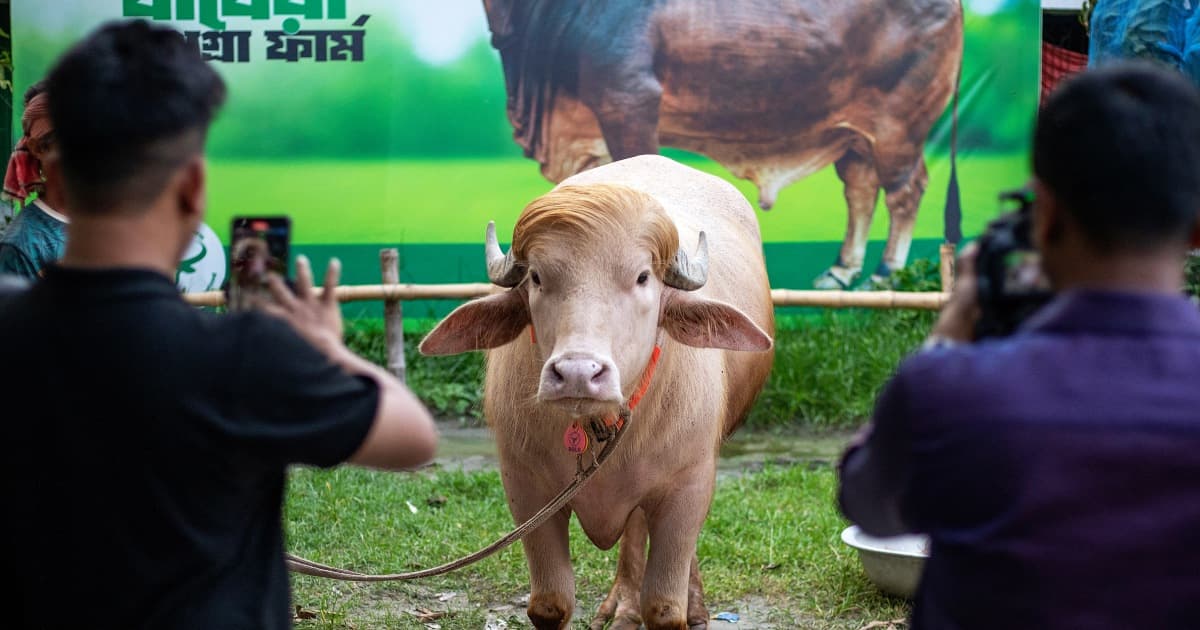Bangladesh spares viral albino buffalo nicknamed Donald Trump before Eid sacrifice