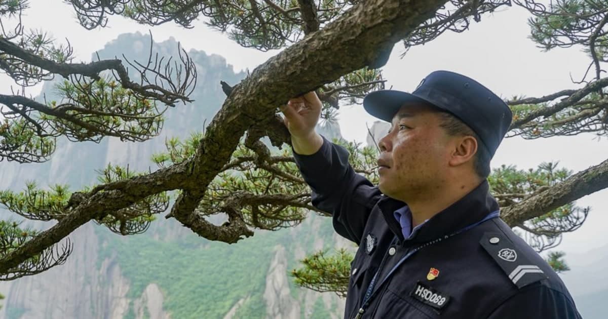 Guardian patrols China’s iconic 1,000-year-old Guest-Greeting Pine
