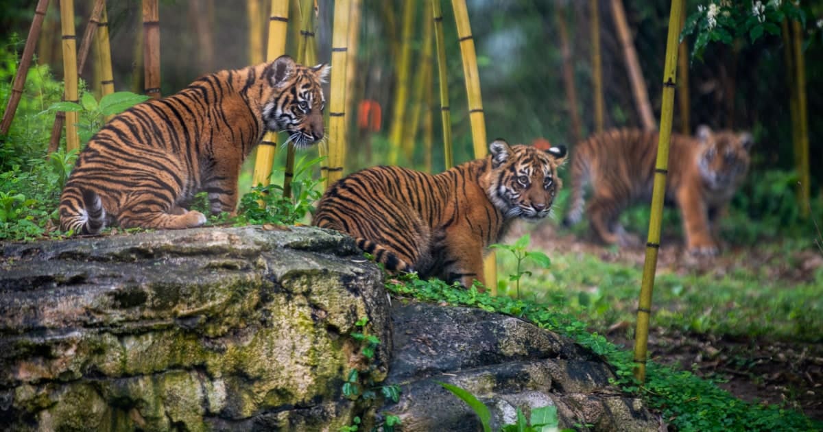 Pushback grows over proposed data center next to Nashville Zoo