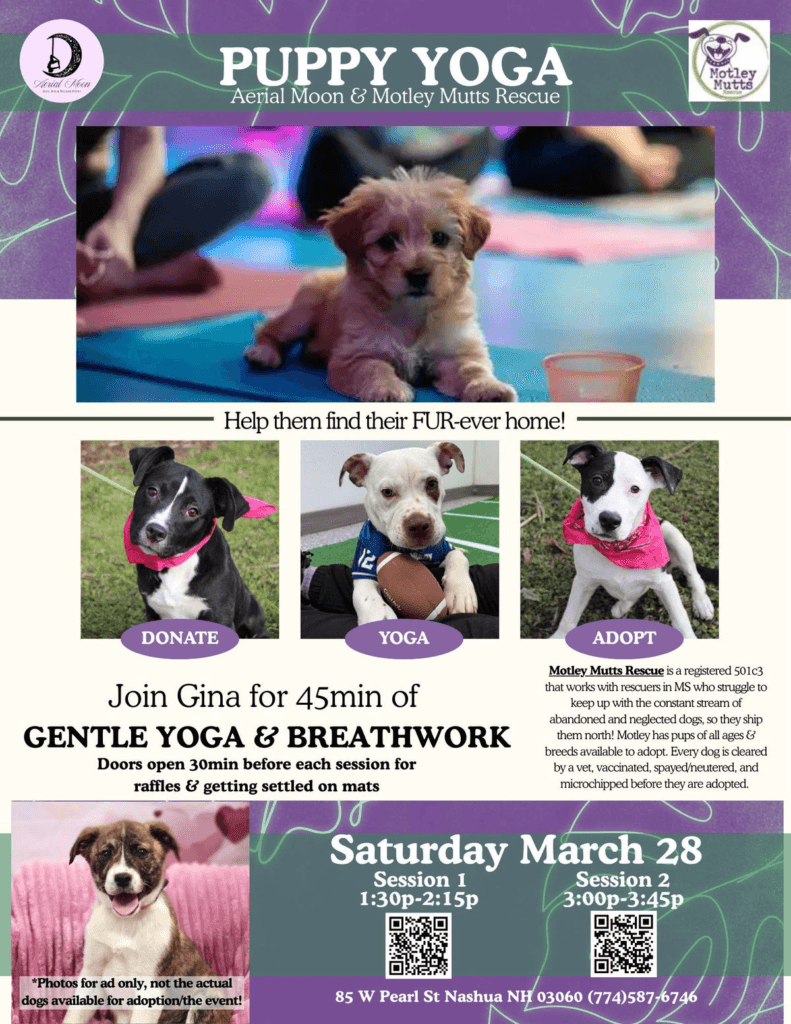 Nashua Studio Pairs Gentle Yoga Flow With Adoptable Puppies to Benefit Rescue