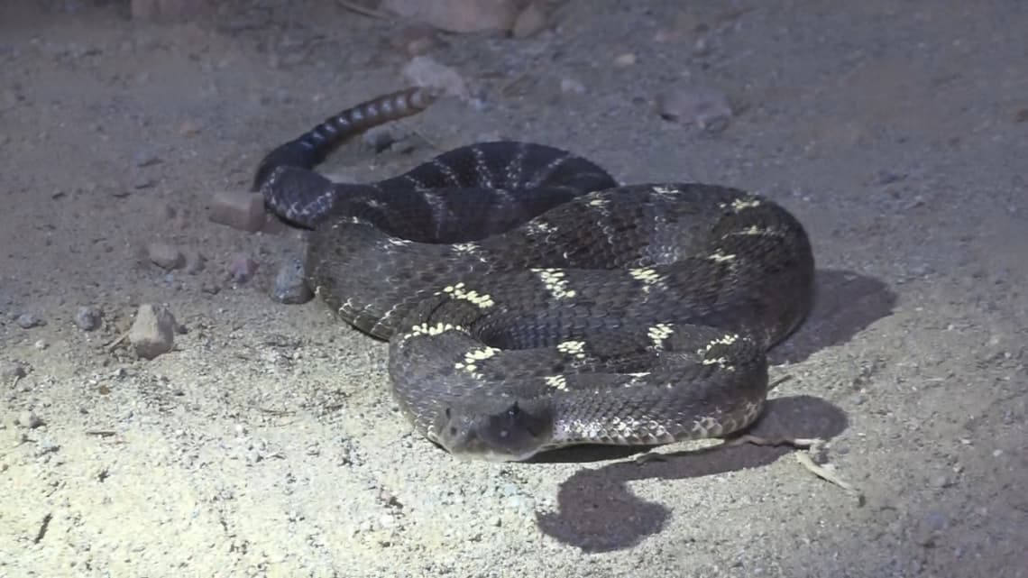 Arizona Spring Hiking Brings Rattlesnake Surge, Congressman Warns of Blind Spot Danger