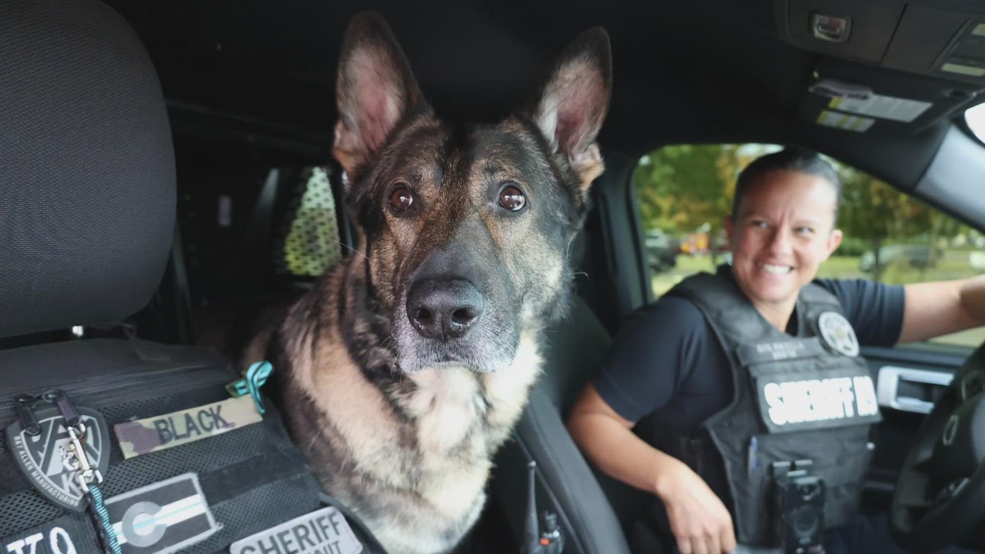Denver police K9 Adele retires after seizing $1 million in narcotics