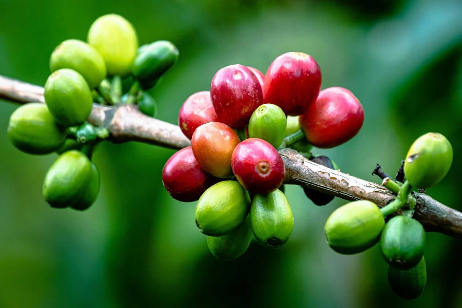 Dry Minas Gerais Rain Lifts Coffee, Record Harvest Forecasts Loom