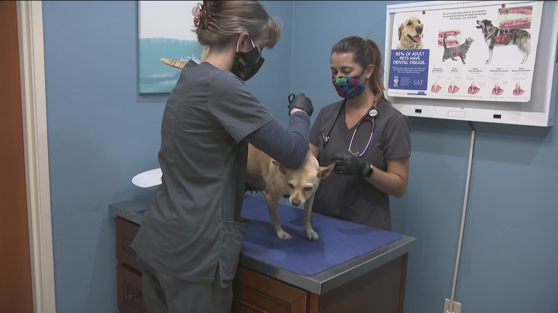 Yuma County Faces Critical Shortage of Veterinarians for Animal Care