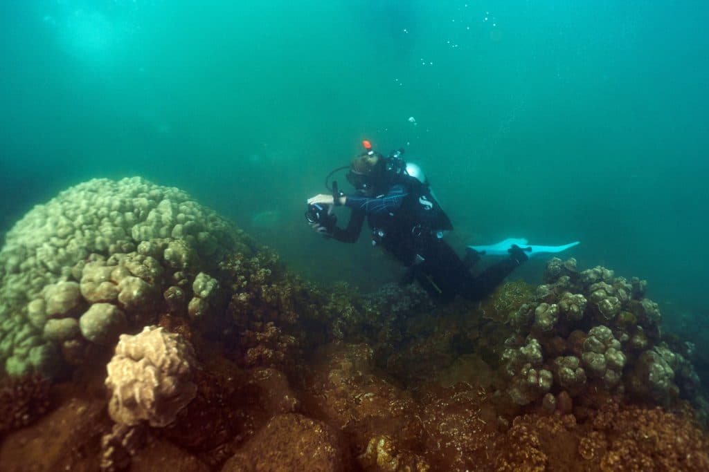 Kauaʻi Opens First Coral Nursery, Local Partners Lead Restoration