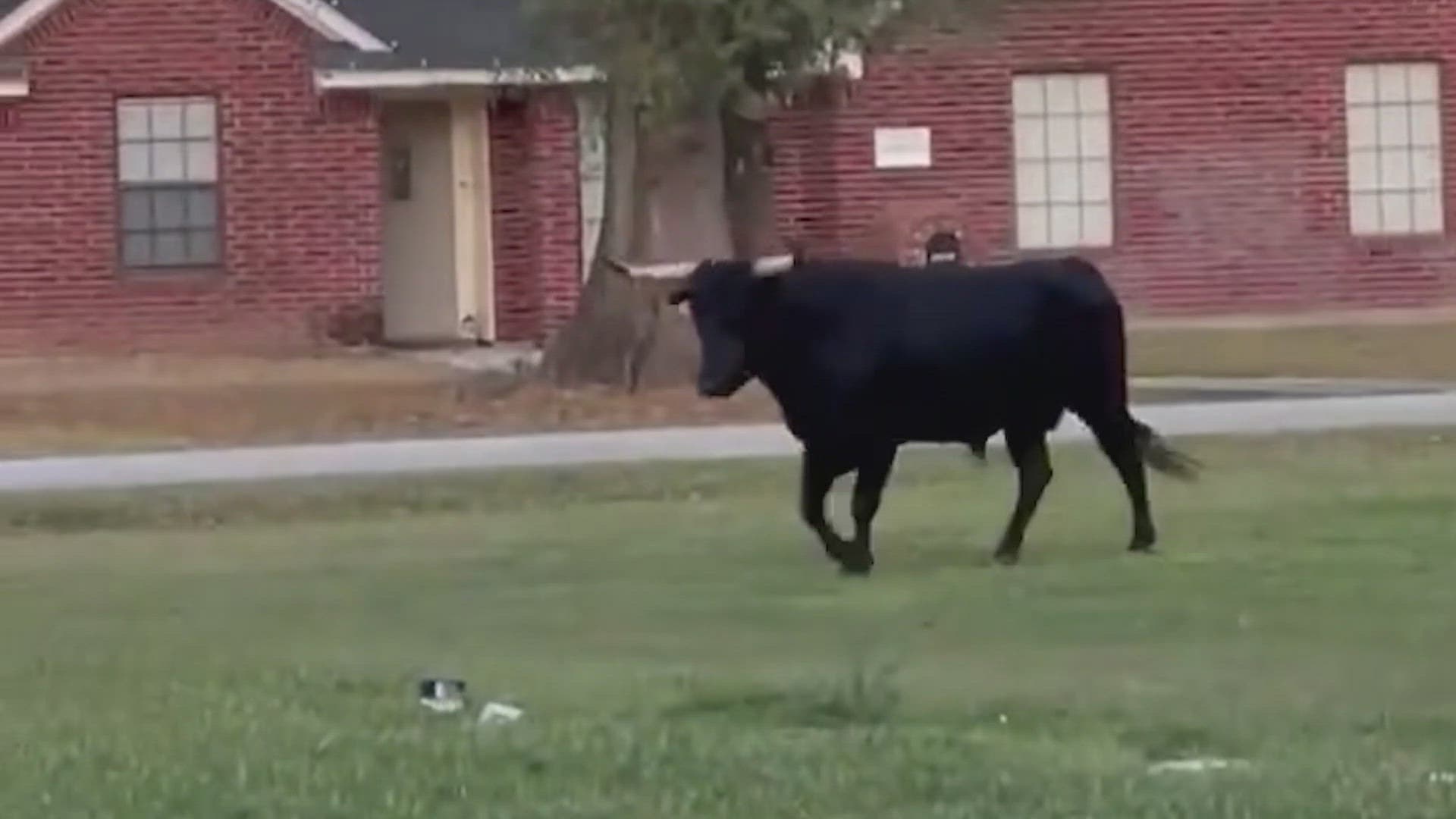 2,000-Pound Bull Roaming Hockley Yards Near FM 2920 Sparks Safety Concerns