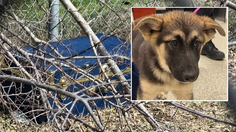 Houston SPCA rescues 9-week-old German Shepherd from Channelview park; cruelty probe opened