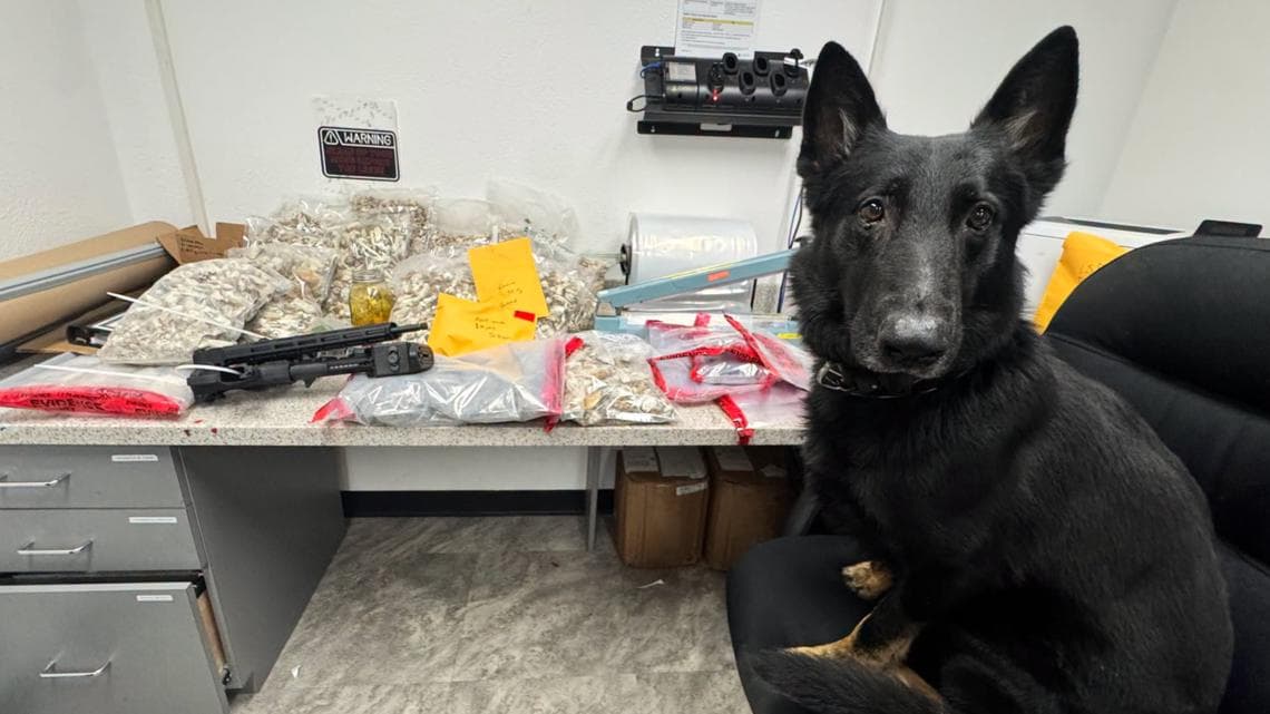 K9 Thor helps Precinct 5 uncover drugs, cash and guns in Cypress