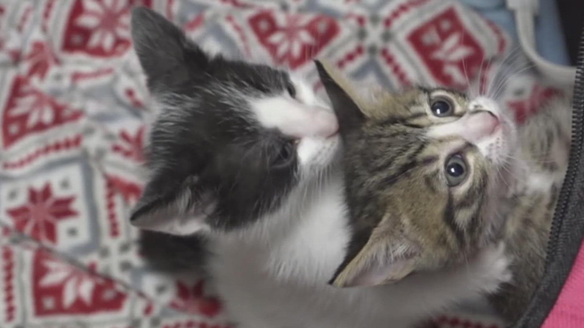 PAAC Secures $600,000 Grant to Launch Three Rotating Vet Clinics in Jim Wells County