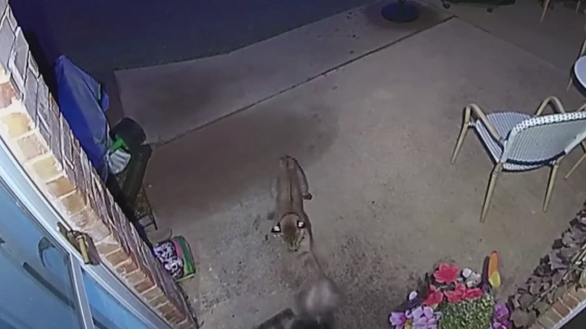 Bobcat attacks Frisco family's dog in backyard, leaves pet badly wounded