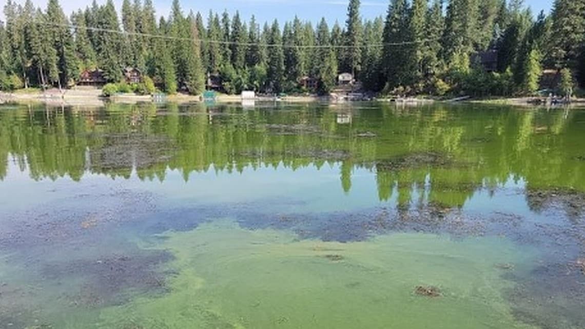 North Idaho swimmers, pet owners warned about harmful algae blooms