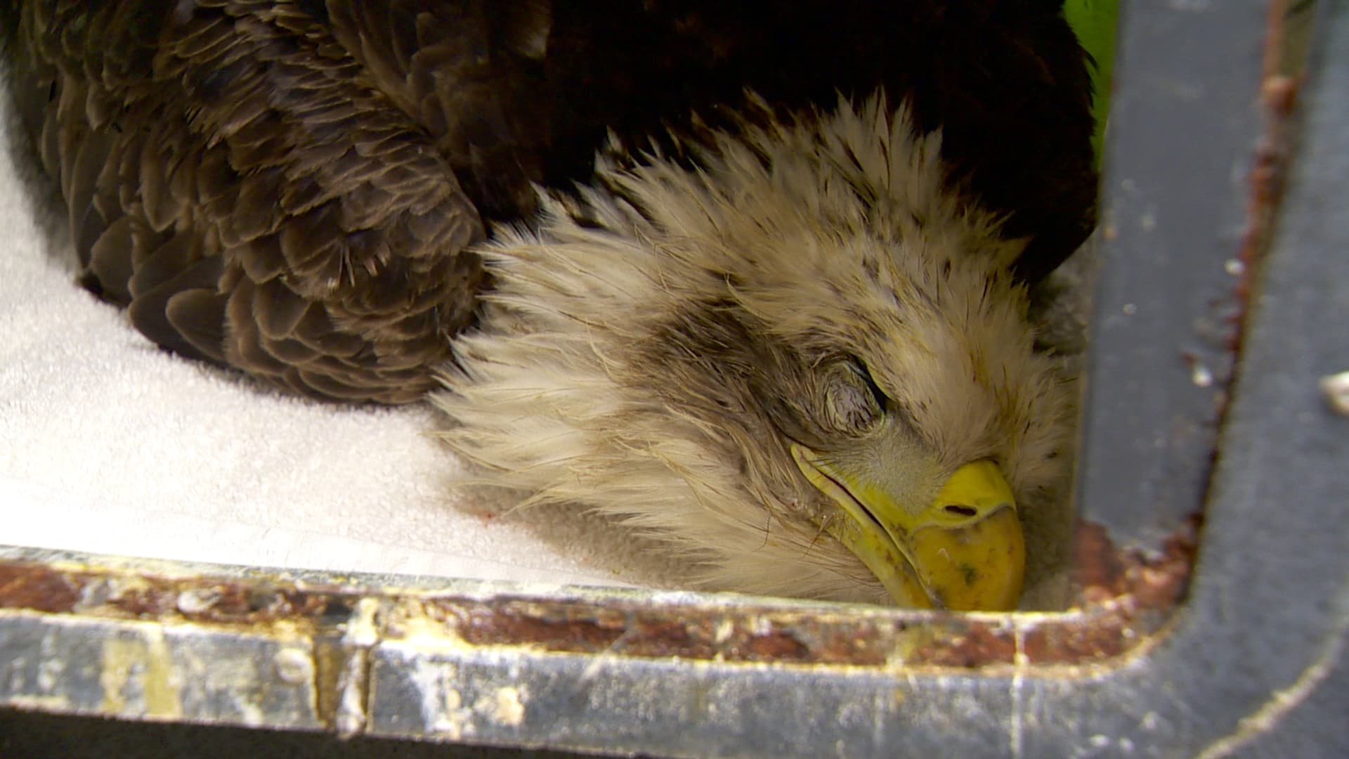 Bald eagle rescued from Weeki Wachee River released after 49-day rehab