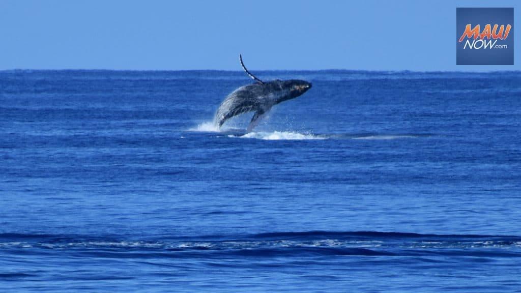 Nearly 500 Volunteers Spot 1,900 Humpback Whales in Second Islandwide Count