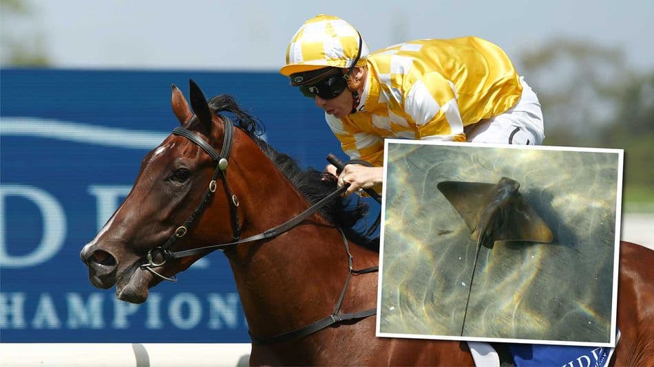 Lady Of Camelot ruled out of Royal Ascot after stingray attack