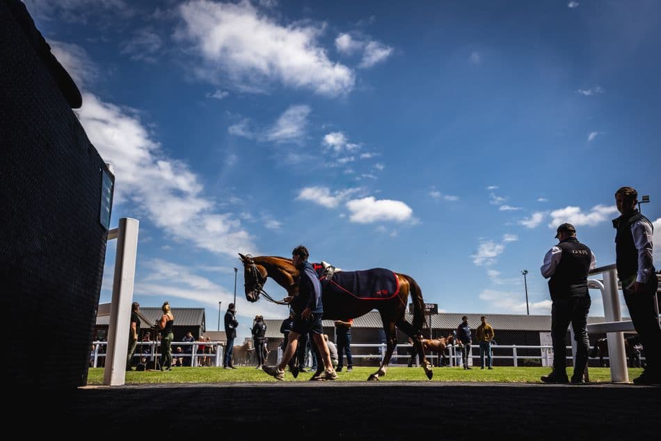 Goffs unveils 357-lot Doncaster Spring HIT/P2P sale catalogue for 2026