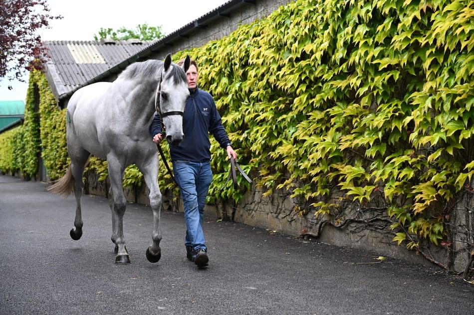 Two juveniles top Tattersalls Ireland breeze up sale at €360,000 each