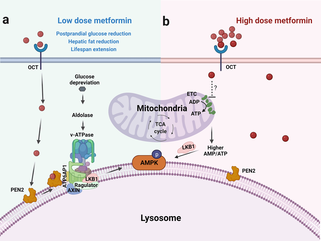 מטפורמין והארכת חיים: יתרונות, סיכונים ומידע מעשי