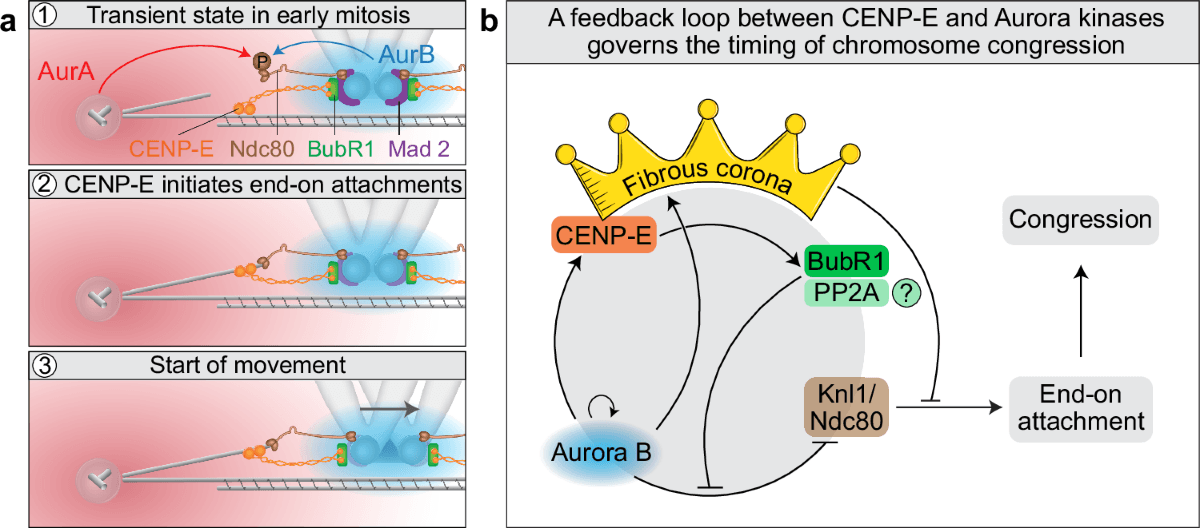Study overturns textbook view of CENP-E, reveals chromosome attachment role