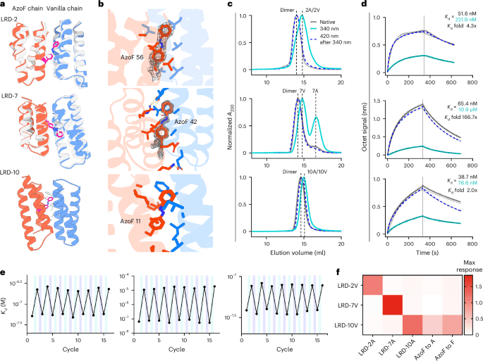 UCSF team designs most active enzyme yet using X-ray-guided evolution