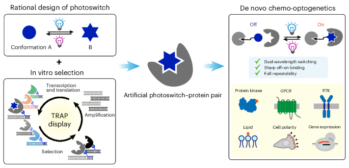 Nagoya team designs light-switch molecules to control cell signaling, genes