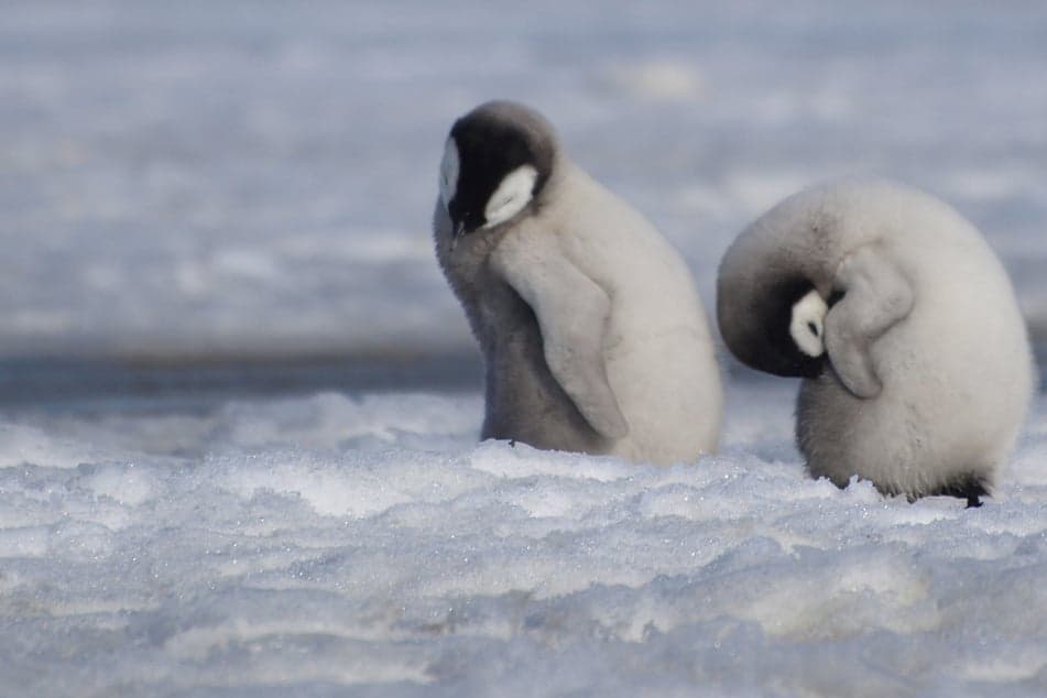 IUCN Declares Emperor Penguins Endangered as Climate Change Threatens Antarctica