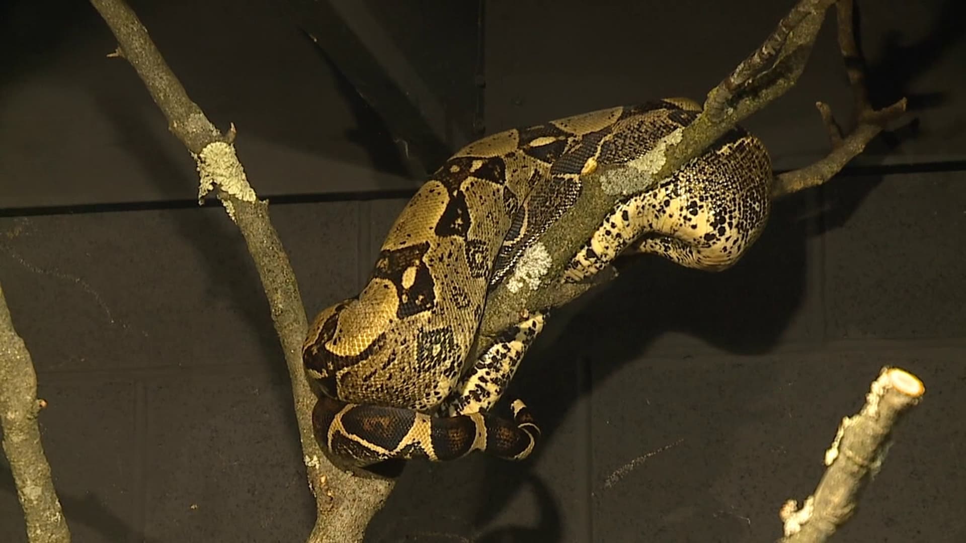 Reptiland in Allenwood adds hands-on Zoo Camp for kids this summer