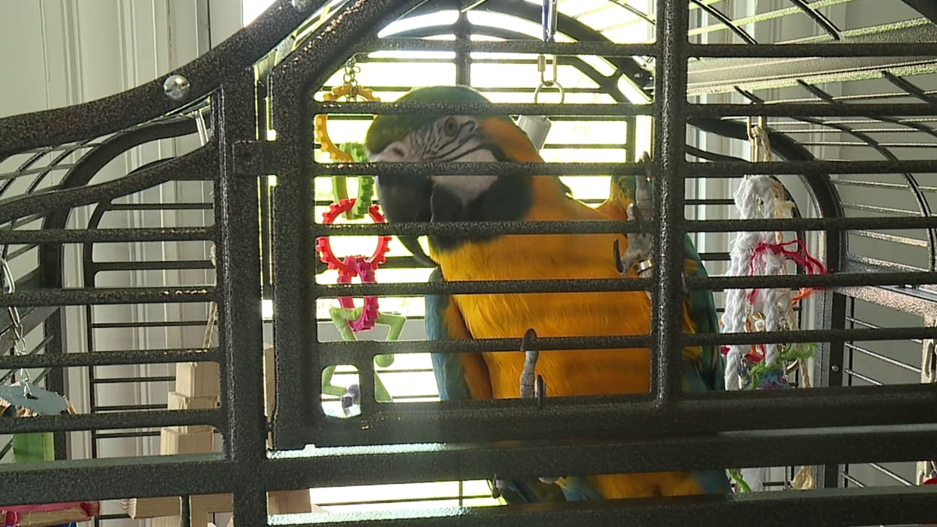 Throop Woman Launches Parrot Rescue, Helps More Than 50 Birds
