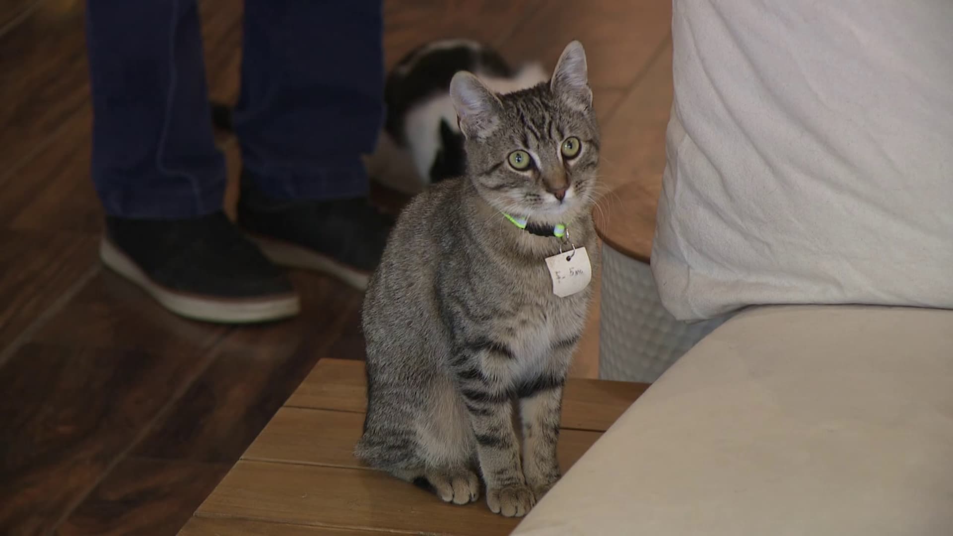 Lewisburg Scratching Post Cat Café Spotlights Adoptions for International Rescue Cat Day