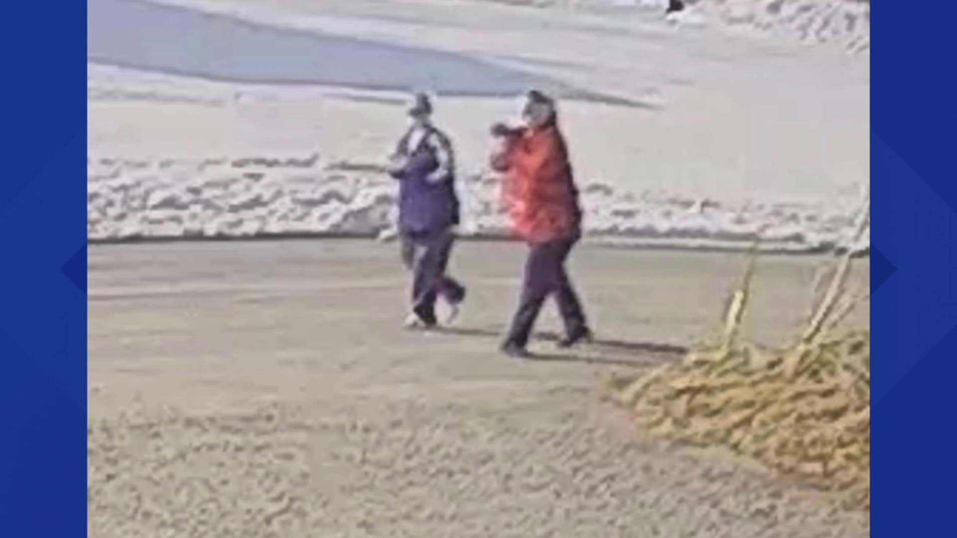 State Police Seek Leads After Three-Year-Old Cockapoo Stolen From Winfield Driveway