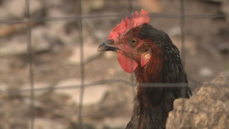 Buena Vista backyard flock tests positive for H5N1, Iowa's sixth 2026 case