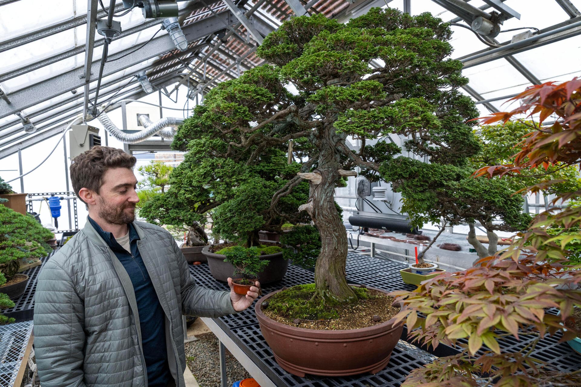Harvard’s Larz Anderson bonsai trace early Japanese roots in America
