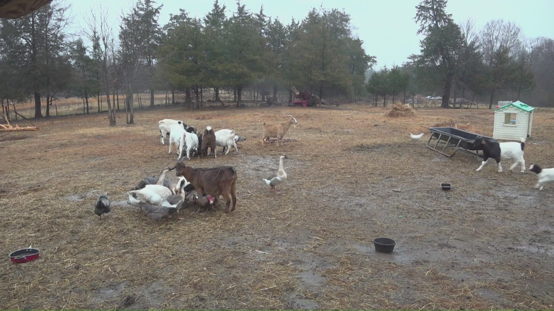 Steady Feb. 15 Rains Bring Relief to Triad and Alamance Farmers